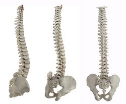 Models of spine